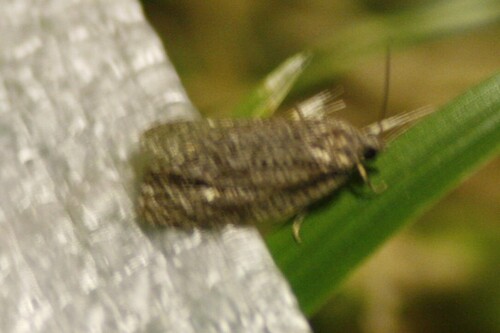 Apotomis inundana