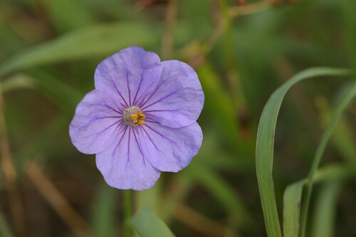 Iranian stork's bill (Erodium gruinum)