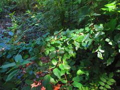 Boquila trifoliolata