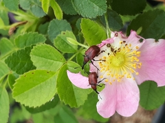 Merhynchites bicolor