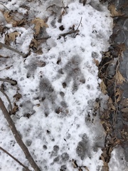 Castor canadensis