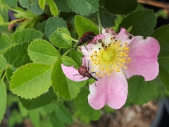 Merhynchites bicolor