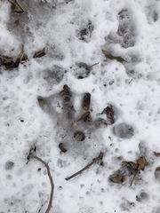 Castor canadensis