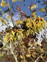 Hamamelis × intermedia