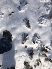 Castor canadensis