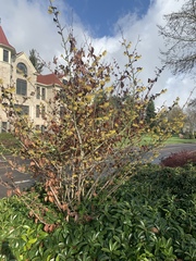 Hamamelis × intermedia