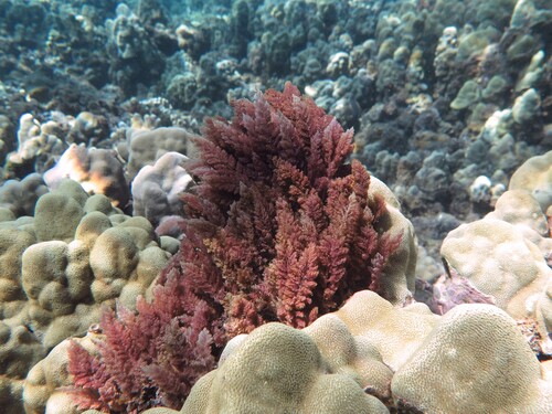 Asparagopsis taxiformis observed 2026-02-12