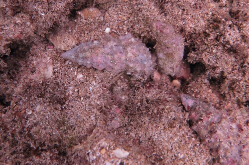 Cerithium echinatum observed 2026-02-12