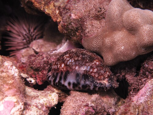 Cypraea maculifera observed 2026-02-12