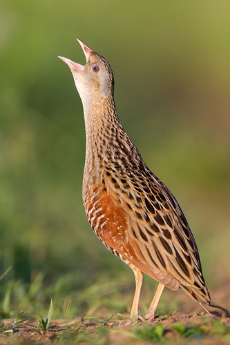 Corn Crake