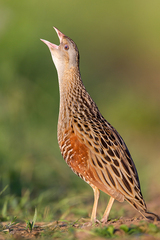 Corn Crake photo 6