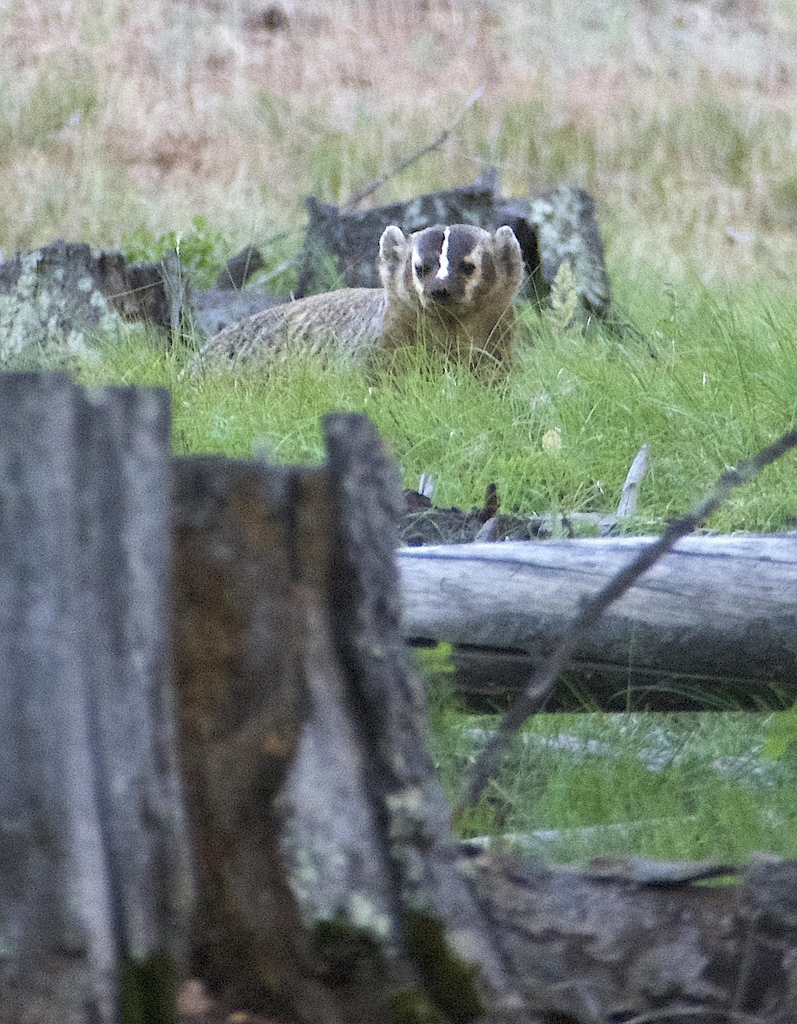 American Badger from Umatilla County, OR, USA on July 22, 2023 at 08:40 ...