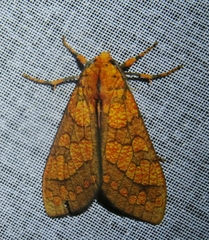 Elysius conspersus