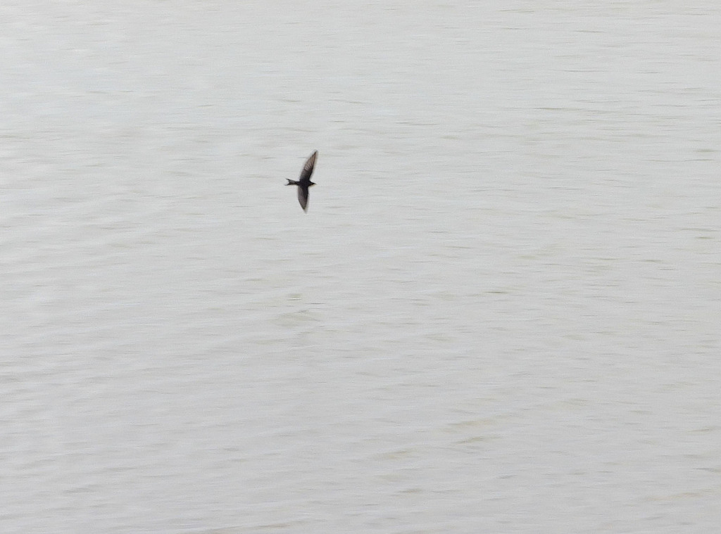 Southern Martin Southern Martin from Utracán, La Pampa, Argentina on February 14, 2026 ...