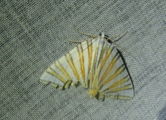 Pityeja histrionaria