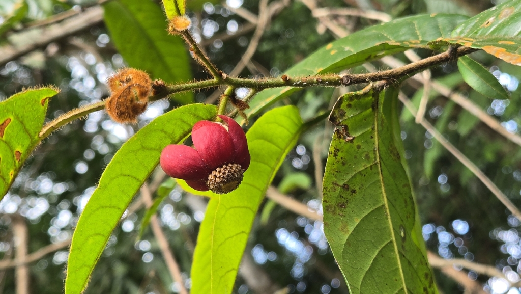 Bù dẻ lông dài – Uvaria hirsuta