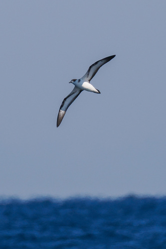 Black-capped Petrel (Pterodroma hasitata), photo 5