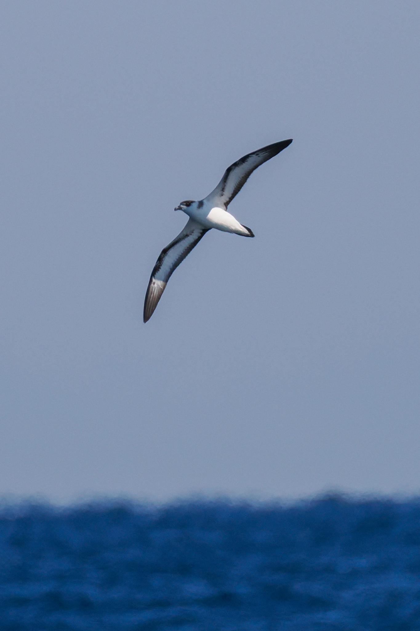 Black-capped Petrel (Pterodroma hasitata), photo 7