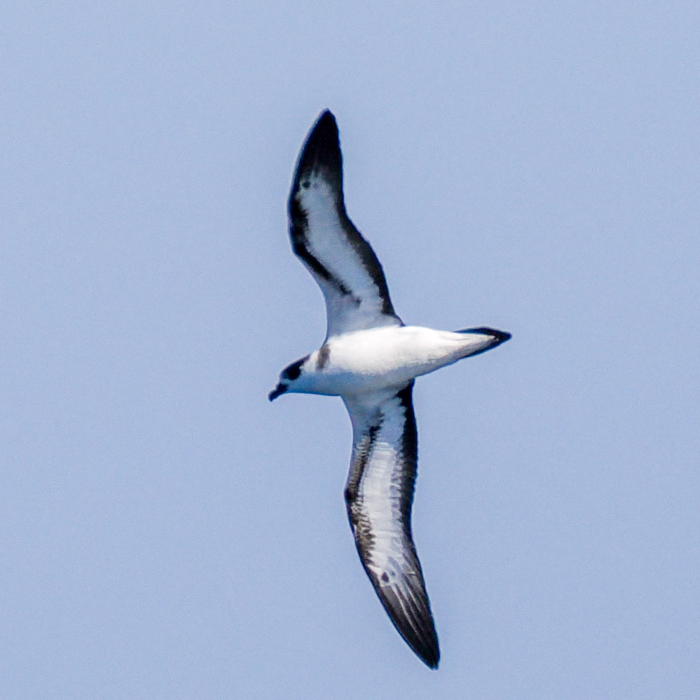 Black-capped Petrel (Pterodroma hasitata), photo 2