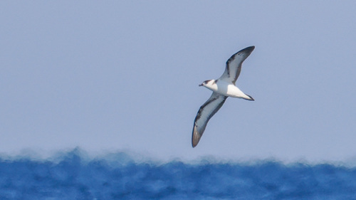 Black-capped Petrel (Pterodroma hasitata)
