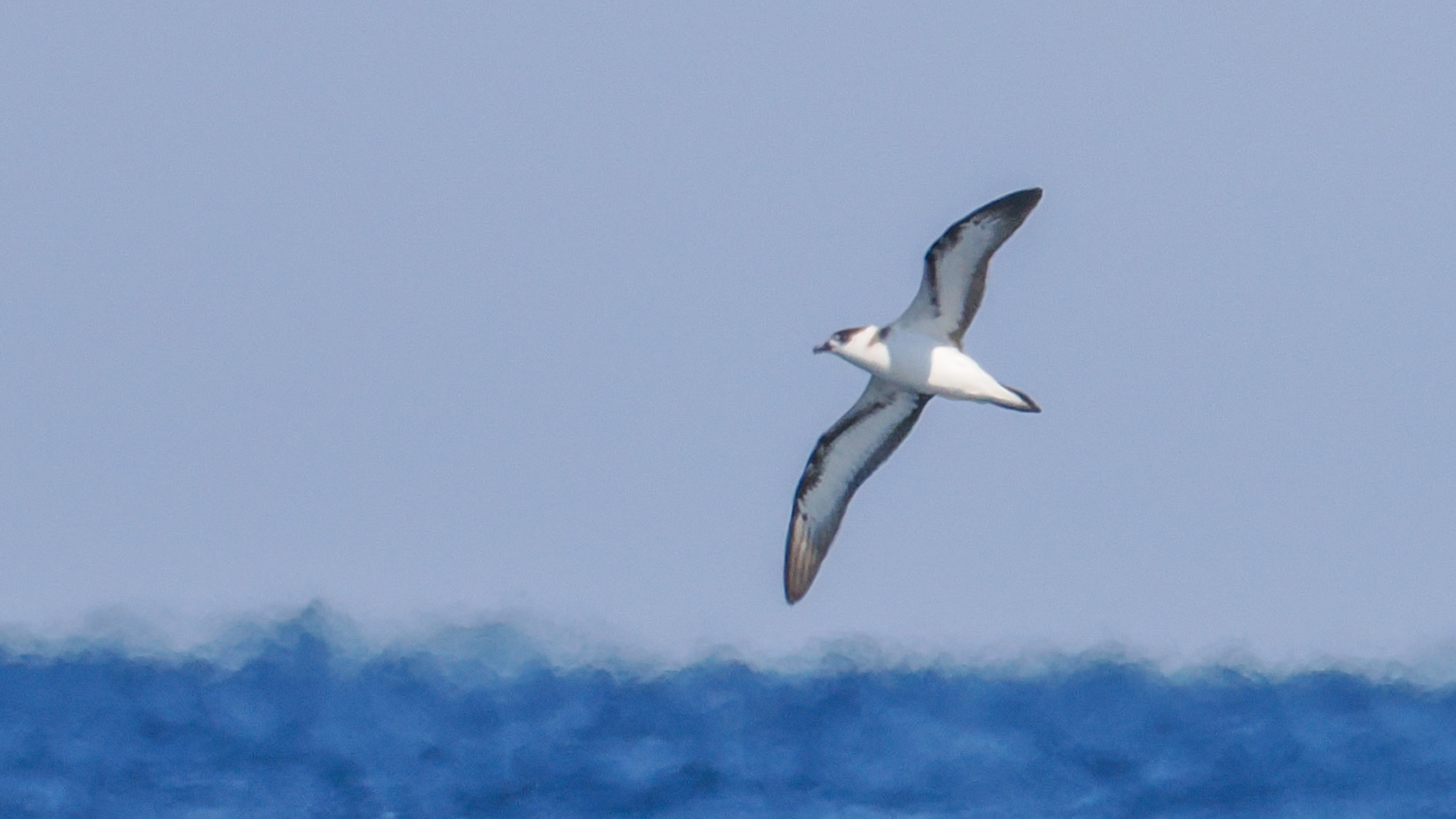Black-capped Petrel (Pterodroma hasitata), photo 1