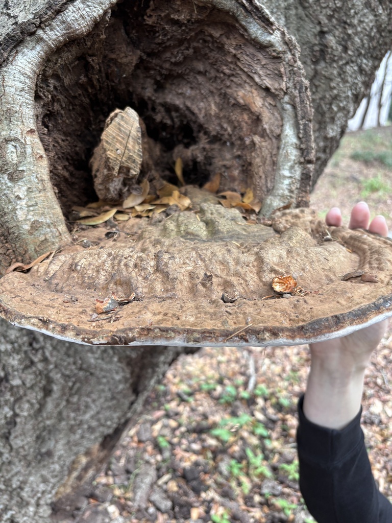 Ganoderma brownii · February 2026 · photo: © reago (iNaturalist, cc-by)