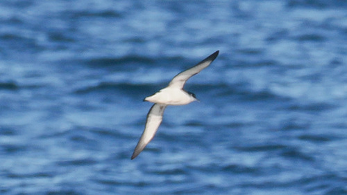 Manx Shearwater (Puffinus puffinus), photo 2
