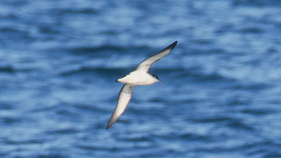 Manx Shearwater (Puffinus puffinus), photo 2
