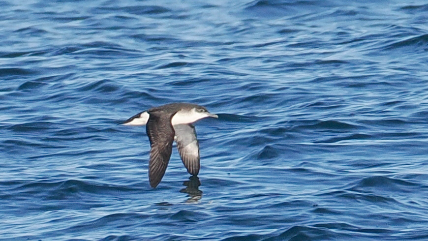 Manx Shearwater (Puffinus puffinus), photo 1