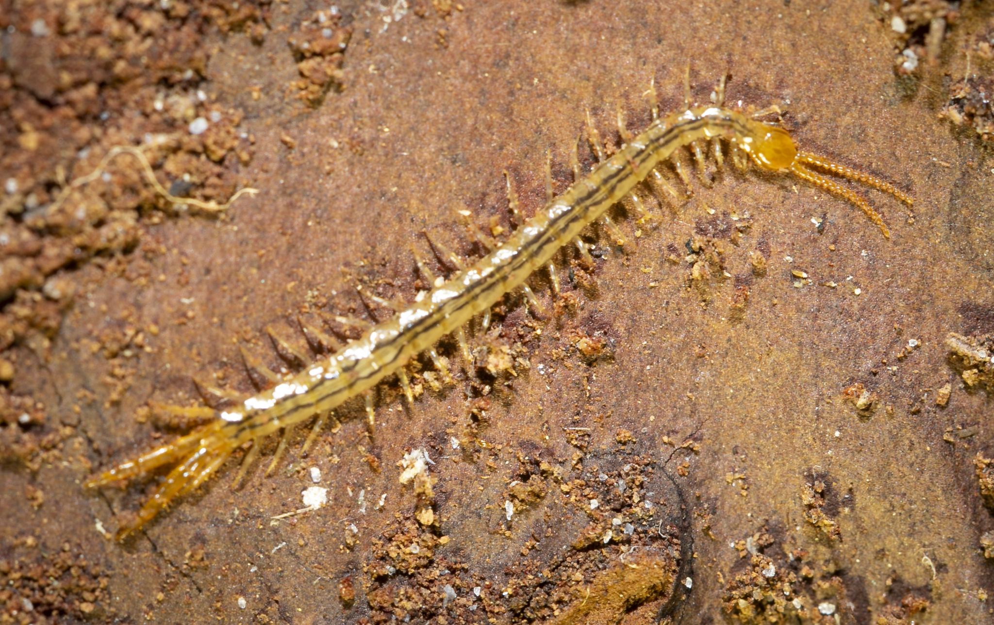 Cryptops floridanus Chamberlin, 1925