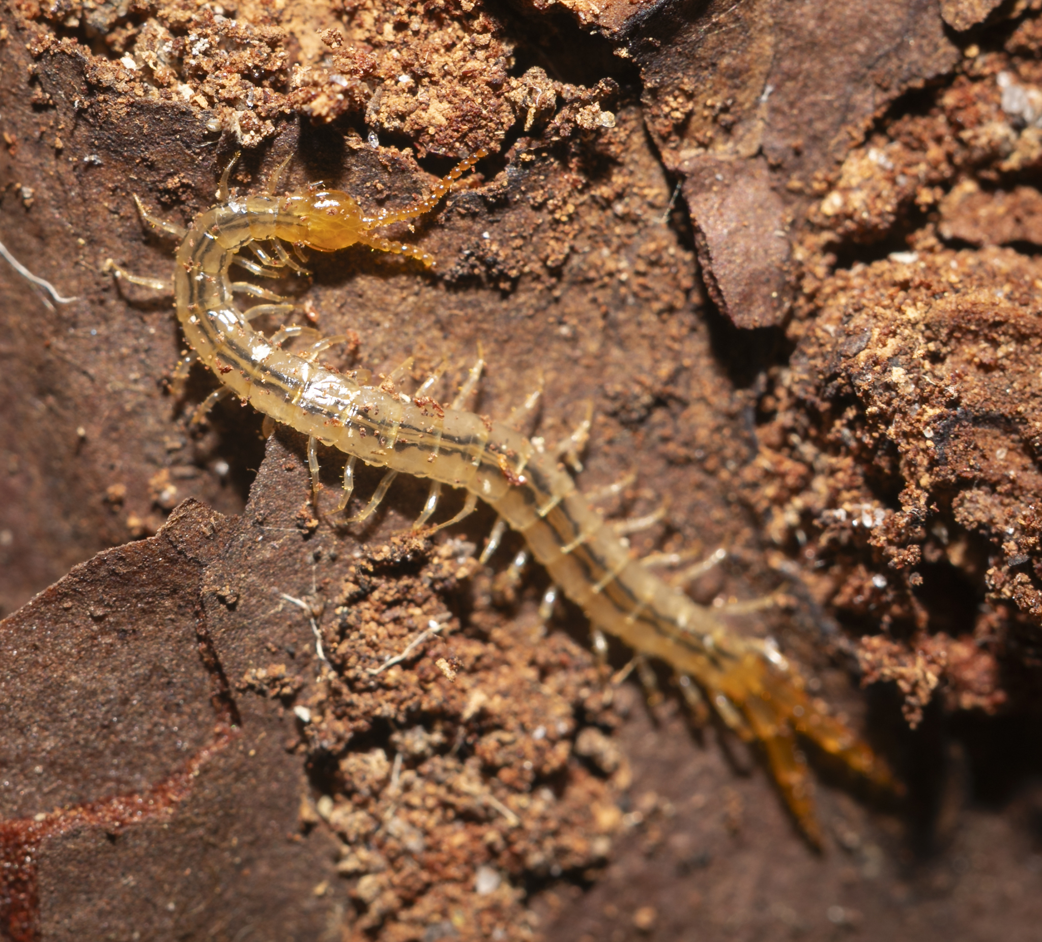 Cryptops floridanus Chamberlin, 1925