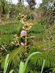 Mimosa claussenii