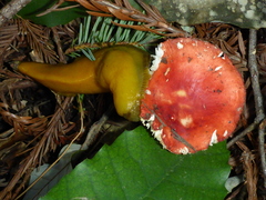 Russula californiensis