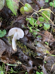 Inocybe geophylla