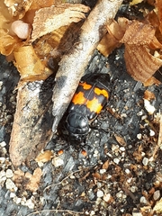 Nicrophorus marginatus