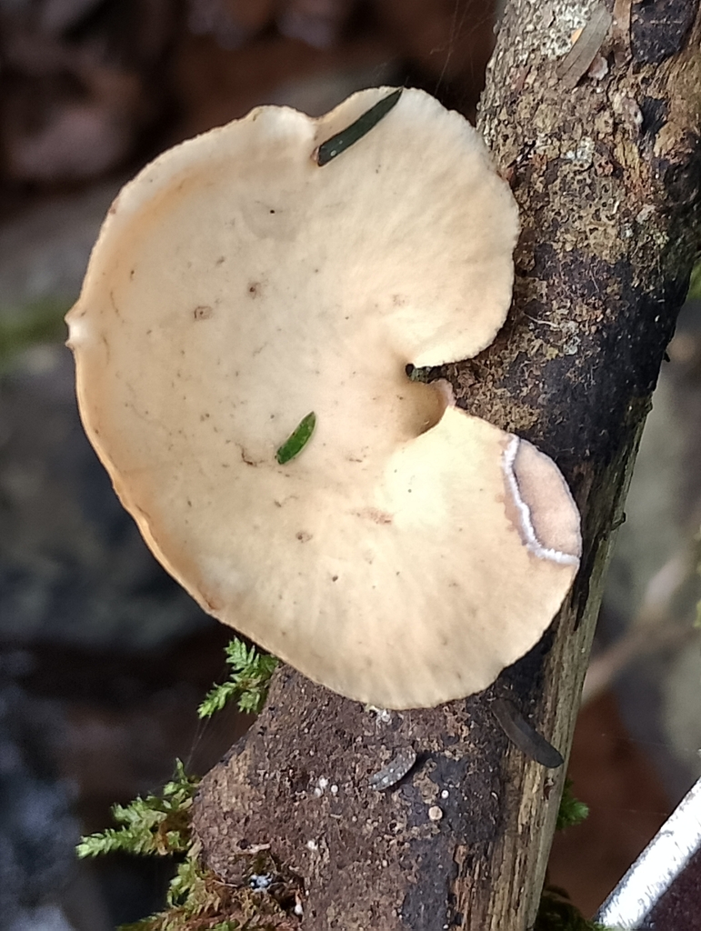 Mycobonia flava · February 2026 · photo: © ronyristow (iNaturalist, cc-by)