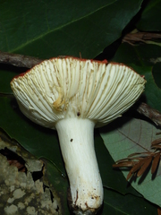 Russula californiensis