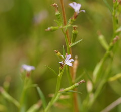 Lobelia anceps