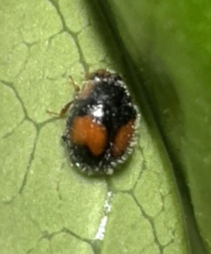 Minute two-spotted ladybird photo 3