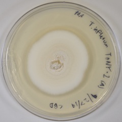 Tolypocladium inflatum