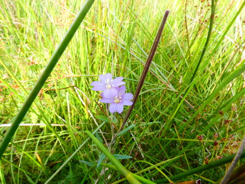 marsh willowherb (Epilobium palustre)