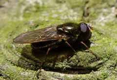 Cheilosia pagana