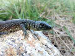 Timon lepidus ibericus