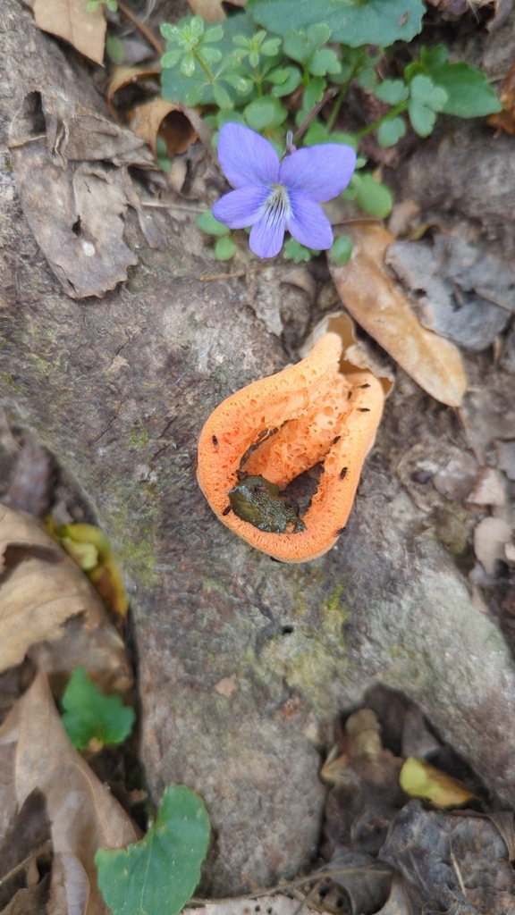 Clathrus columnatus · February 2026 · photo: © miketilley (iNaturalist, cc-by)
