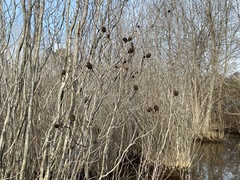 Alnus maritima