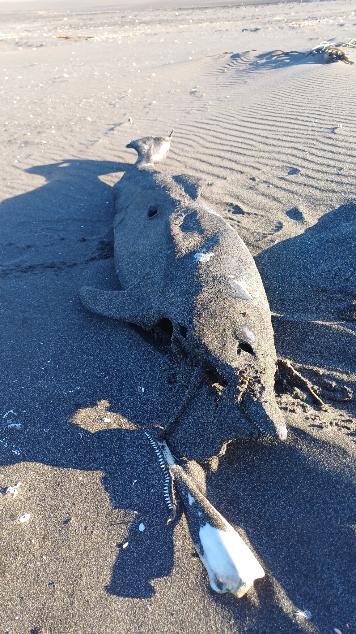 Cephalorhynchus eutropia