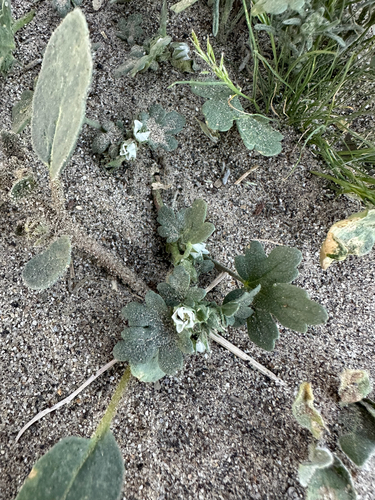 White Mallow (Eremalche exilis)