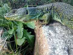 Timon lepidus ibericus