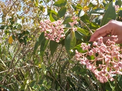 Miconia xalapensis