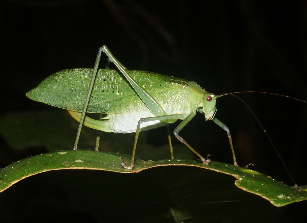 Polygamus punctipennis